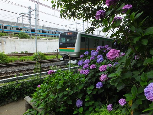 紫陽花と埼京線 (2)